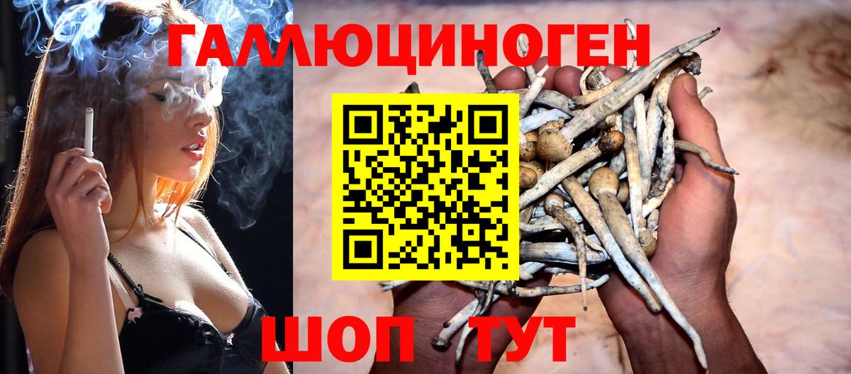 Псилоцибиновые грибы Psilocybe Тутаев